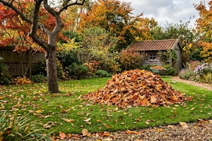 Laub korrekt entsorgen: Im Herbst reicht die Biotonne meist nicht mehr aus.