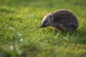 Der Marder steht nicht unter Artenschutz; ganz im Gegensatz zum Igel