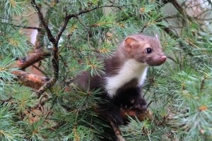 Marder unter Naturschutz - Tierschutz-Bußgeldkatalog 2024