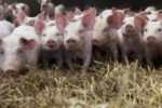 Massentierhaltung der Schweine