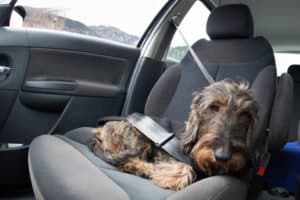 Ein Maulkorb für Hunde sind in einigen Bundesländern Pflicht.