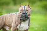 Die Maulkorbpflicht geht unter anderem für Americam Staffordshire Terrier in Deutschland.
