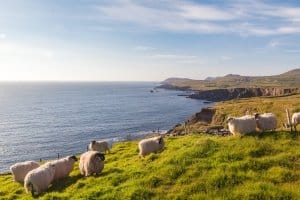 Was gilt es bei Mietwagen in Irland zu beachten?