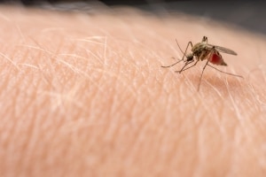 Mücken töten effektiv - Wie geht das?