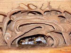 Unter Naturschutz stehen neben Wespen auch Hornissen