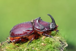 Naturschutz: Welche Insekten in der Schweiz geschützt sind, bestimmt die NHV.