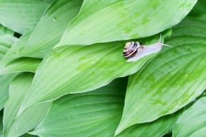 Naturschutz Weinbergschnecke