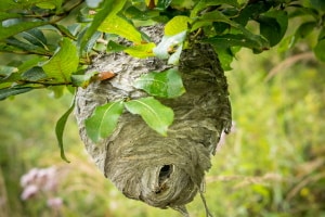 In Österreich umfasst der Naturschutz von Insekten auch den Erhalt von Nestern.