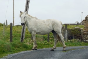 Pferd überfahren