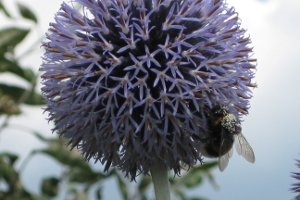 Es wird die Sachkunde für den Pflanzenschutz in einer Schulung vermittelt. Nur in der Forst- oder Landwirtschaft Berufstätige sind dazu verpflichtet. Im privaten Gartenbau ist dies nicht nötig.