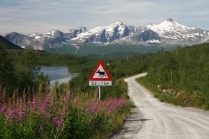 Neben der Promillegrenze muss in Schweden beim Fahren auch auf große Wildtiere geachtet werden.