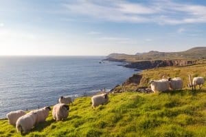 Rechtsverkehr: In Irland nicht vorhanden. Überholen müssen Sie jedoch rechts, auch die Schafe.