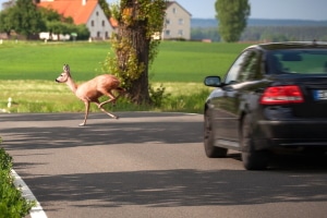 Wildunfall in Bayern: Hirsch springt durch die Windschutzscheibe