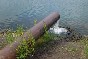 Auf der Roten Liste stehen viele Amphibien. Verschmutztes Gewässer zerstört ihren Lebensraum