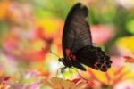 Die Rote Liste der Schmetterlinge in Deutschland