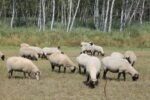 Schafe beim Grasen auf der Wiese