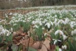 Wer Schneeglöckchen pflückt, riskiert eine hohe Strafe