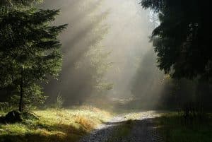 Sondeln im Wald: Eine Strafe kann drohen, wenn Sie dabei schwere Verstöße begehen.