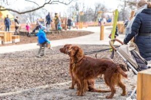 Laut der meisten Spielplatz-Richtlinien müssen Hunde draußen bleiben.