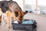 Spürhunde helfen den Beamten der Zollfahndung, Droggenschmuggel aufzudecken.