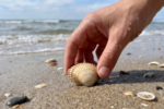 Dürfen Sie in Deutschland Strandgut sammeln?