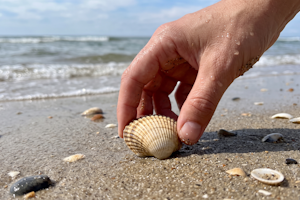 Dürfen Sie in Deutschland Strandgut sammeln?