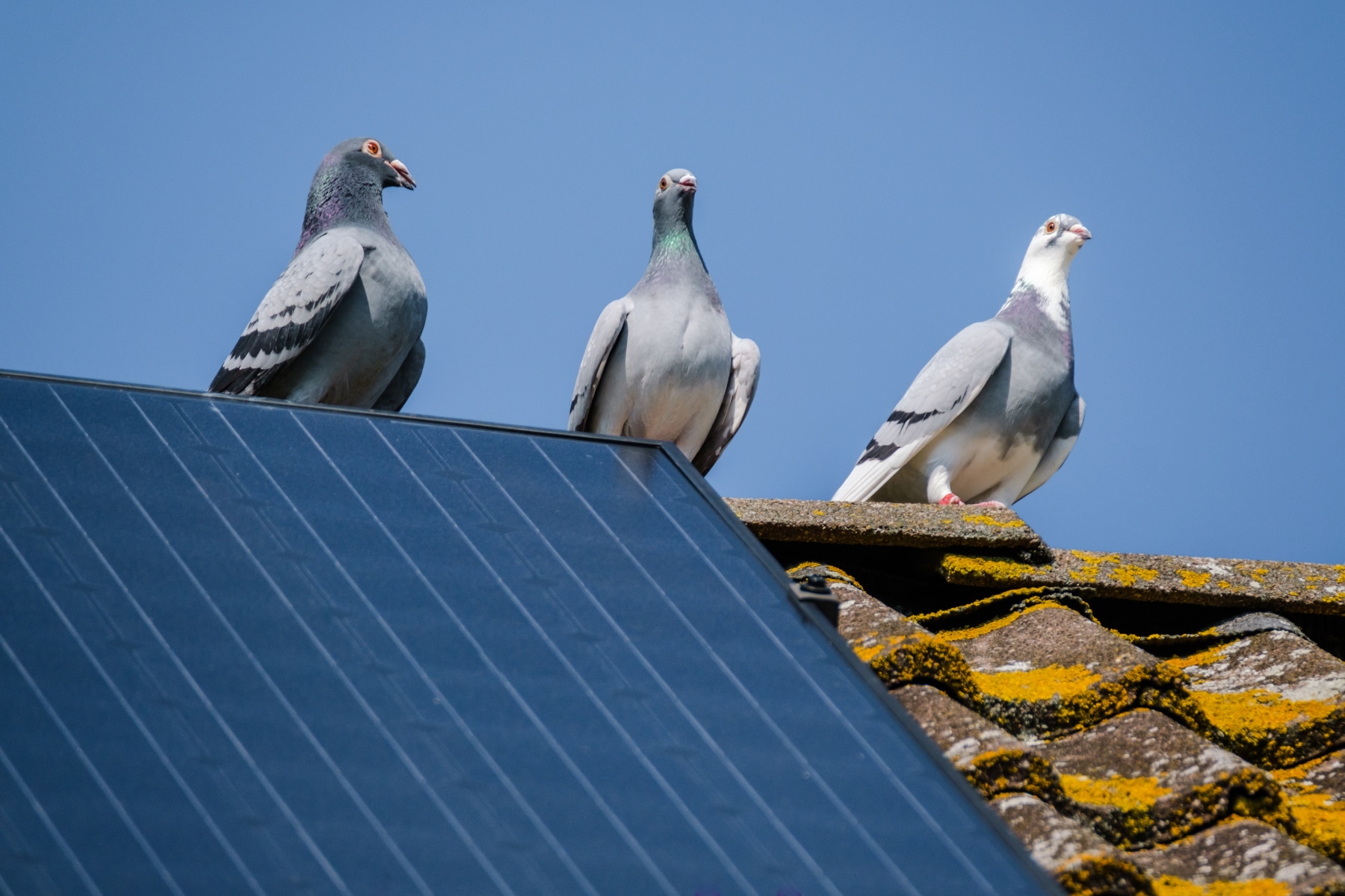 Mit einer Solaranlage können Sie Strom selbst produzieren.