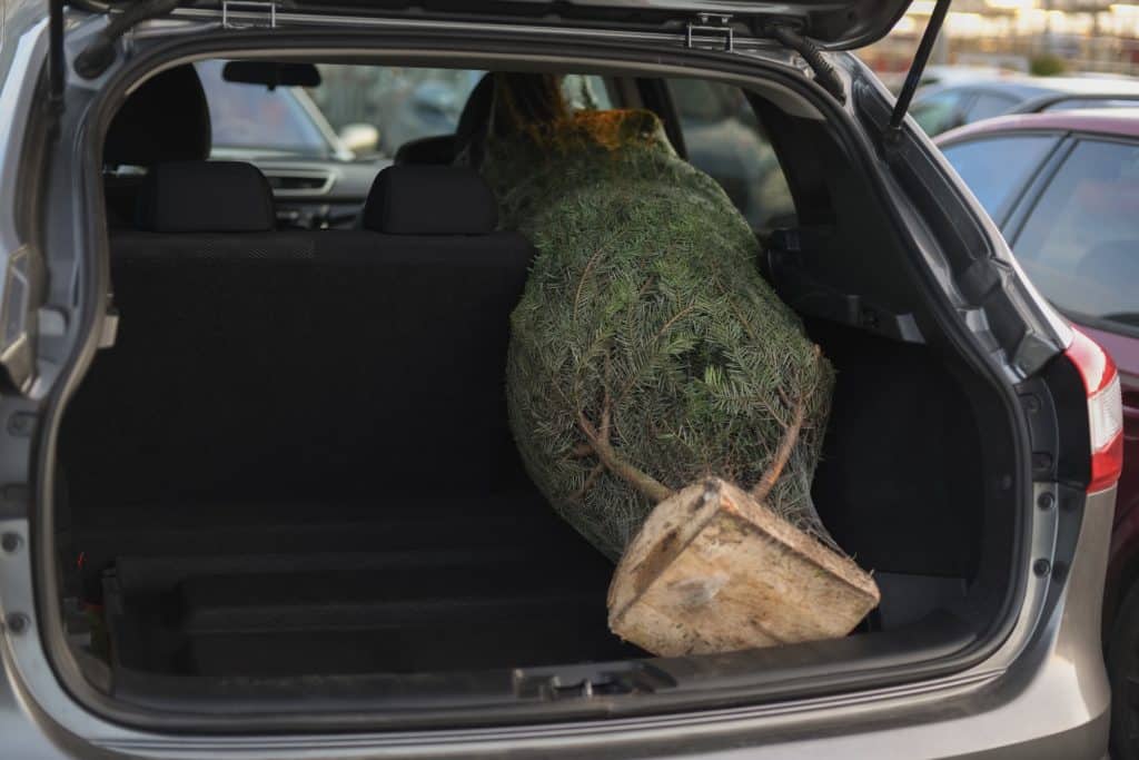 Wie lässt sich ein Tannenbaum möglichst sicher transportieren?