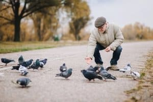 Tauben und Krähen füttern erlaubt? In vielen Städten ist die Fütterung eine Ordnungswidrigkeit.