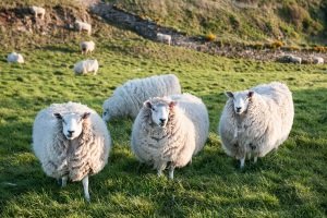 Das jeweilige Tempolimit ist in Irland an der Art der Straße orientiert. Auf dem Land ist aber oft nicht mehr als 60 km/h realistisch.