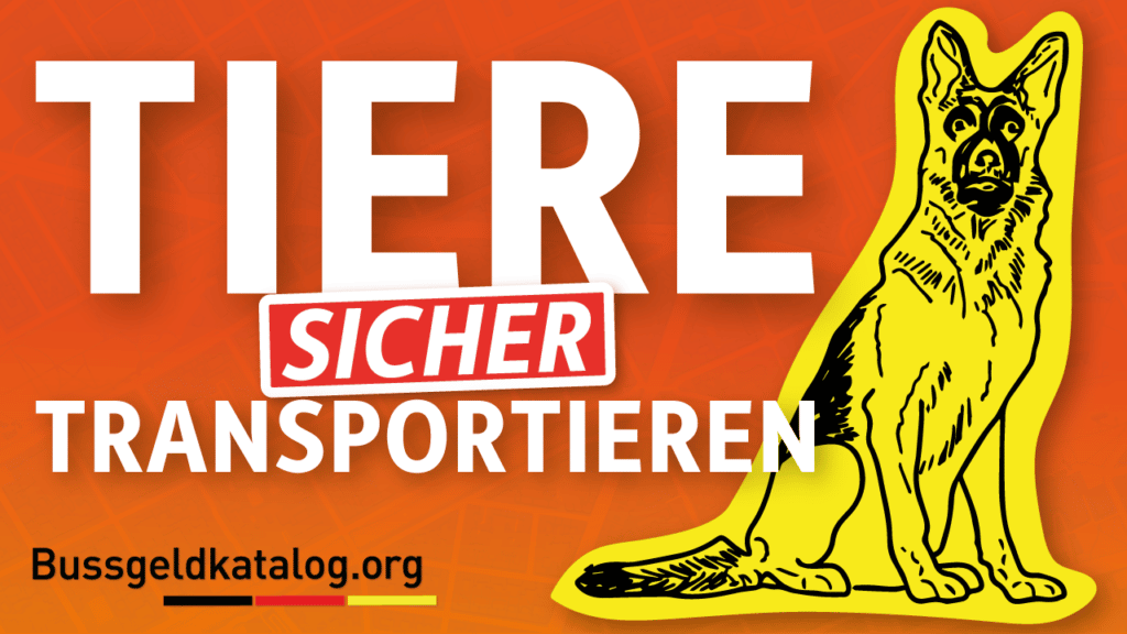 Video: Tiere richtig transportieren