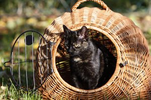 Tiere als Weihnachtsgeschenk sind besonders beliebt.