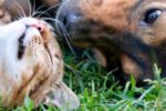 Tiere verschenken - Beitragsbild