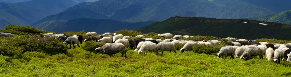 Tierschutz-Bußgeldkatalog - Artenschutz in Deutschland 2021