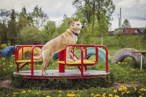 Was kann eine Tollwutimpfung beim Hund kosten?