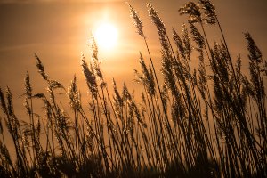 Umweltschutz in der Landwirtschaft: naturbetonte Strukturelemente sollen Wildtieren einen Lebensraum schaffen.