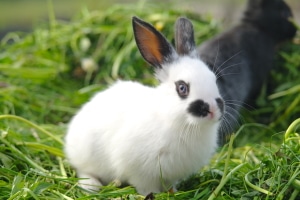 Ein Unfall mit Hase oder Kaninchen sollten Sie der Polizei melden.