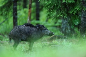 Bevor Sie nach einem Unfall mit einem Wildschwein das Fahrzeug verlassen, sollten Sie für Ihre eigene Sicherheit sorgen.