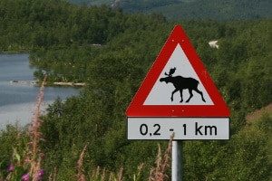 Verkehrsschilder warnen in Schweden nicht nur vor Elchen - das allerdings doch öfters.