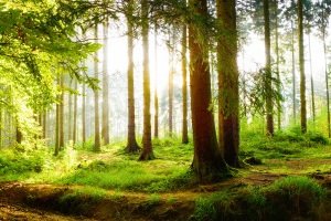 Waldbrand: Strafe droht Brandverursachern. Aber auch Zuwiderhandeln ohne Folgen kostet bis zu 5.000 Euro Bußgeld.