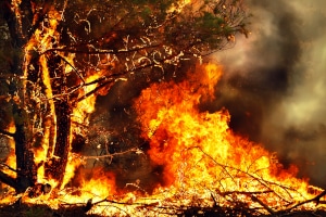 Achtung Waldbrandgefahr! Auch falsch geparkte Autos sind eine Brandursache.