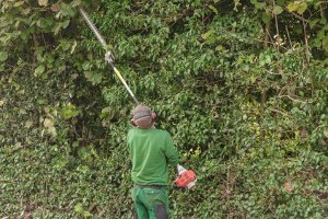 Wann dürfen Sie die Hecke schneiden?