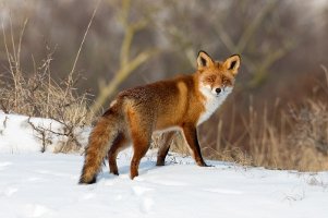 Der Waschbär hat die Natur erobert, findet sich aber ebenso wie Füchse auch in städtischem Gebiet sehr gut zurecht.