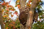 Steht der Waschbär unter Naturschutz?