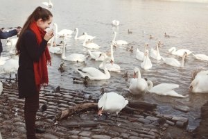 Mein lieber Schwan! Wasservögel zu füttern kann in manchen Städten ein hohes Bußgeld nach sich ziehen.