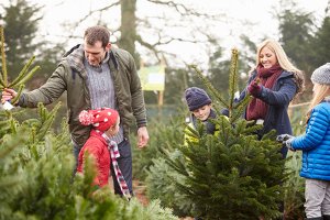 Einen Weihnachtsbaum zu fällen kann ein Event für die ganze Familie sein. Zum Service gehören oft auch Glühwein und Lagerfeuer. Die Preise sind verschieden.