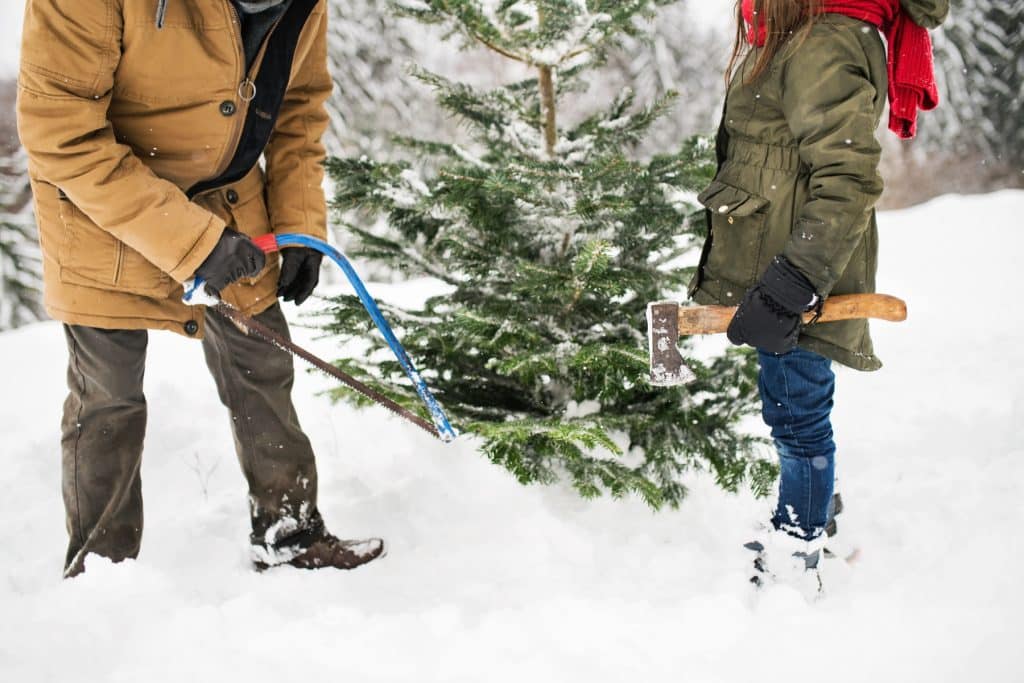 Wann ist es mir erlaubt, einen Weihnachtsbaum selber zu schlagen?