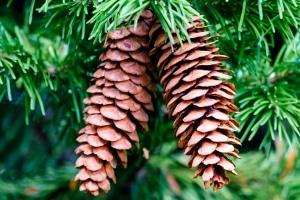 Der Weihnachtsmarktbesuch hat in Deutschland eine langjährige Tradition.