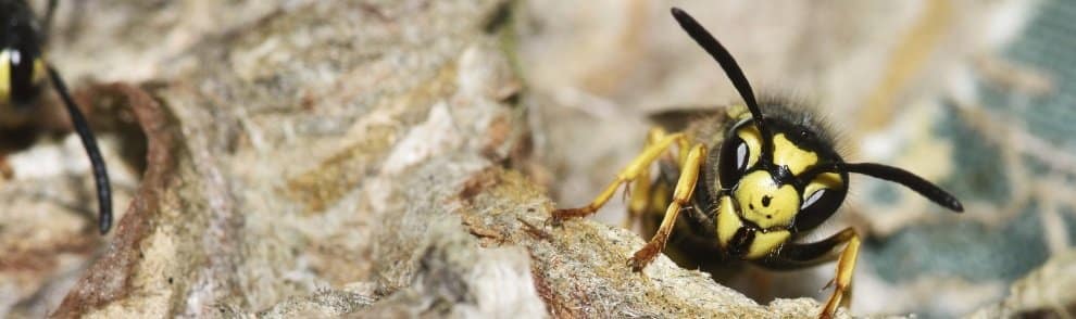 Stehen Wespen eigentlich unter Naturschutz?