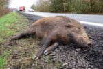 Es ist keine Seltenheit, dass auf deutschen Straßen ein Wildschwein bei einem Unfall ums Leben kommt.
